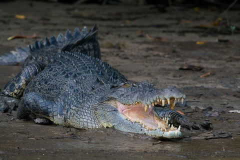 Daintree Afternoon Nocturnal Nature And Wildlife Tour - ACT Tourism 4
