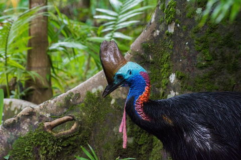 Daintree Afternoon Nocturnal Nature And Wildlife Tour - ACT Tourism 0