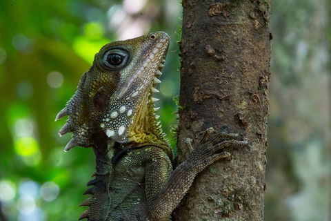 Daintree Afternoon Nocturnal Nature And Wildlife Tour - ACT Tourism 1