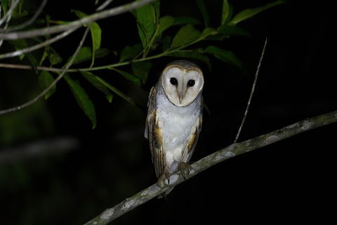 Daintree Afternoon Nocturnal Nature And Wildlife Tour - ACT Tourism 10