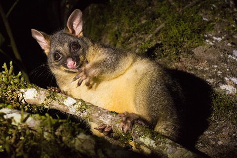 Daintree Afternoon Nocturnal Nature And Wildlife Tour - ACT Tourism 7