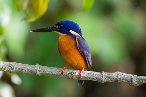 Daintree Afternoon Nocturnal Nature And Wildlife Tour - ACT Tourism 2