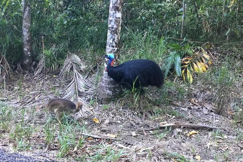 Daintree Luxury Limousine Tour - Full Day - ACT Tourism 8