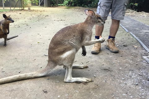 Daintree Luxury Limousine Tour - Full Day - ACT Tourism 10