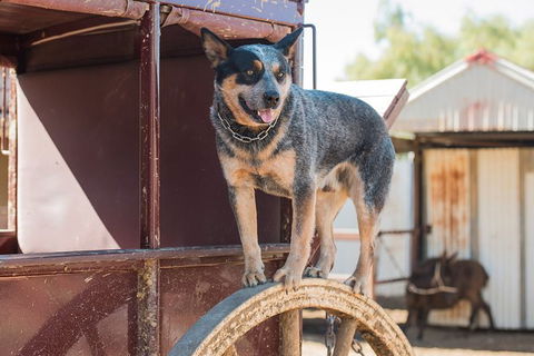 Cobb And Co Stagecoach Experience - ACT Tourism 3