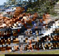 Camel Farm Tour and Taste near Brisbane - ACT Tourism