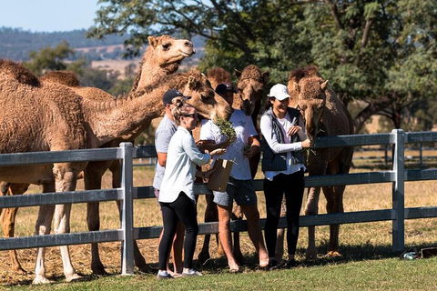 Camel Farm Tour And Taste Near Brisbane - ACT Tourism 0