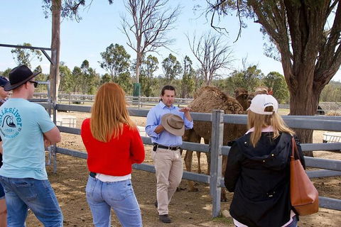 Camel Farm Tour And Taste Near Brisbane - ACT Tourism 5