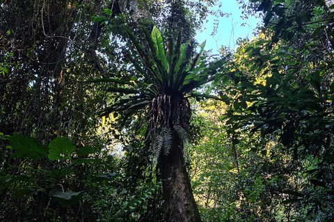 O\'Reilly\'s And Binna Burra Full-Day Tour - Lamington National Park - ACT Tourism 2