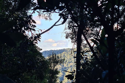 O\'Reilly\'s And Binna Burra Full-Day Tour - Lamington National Park - ACT Tourism 7