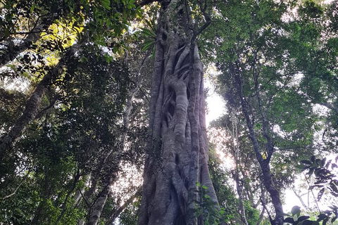 O\'Reilly\'s And Binna Burra Full-Day Tour - Lamington National Park - ACT Tourism 6