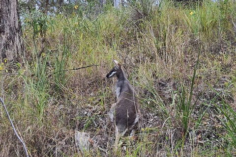 O\'Reilly\'s And Binna Burra Full-Day Tour - Lamington National Park - ACT Tourism 4