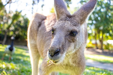 Virtual Interactive Australian Wildlife Tour With Private Guide-Wildlife Habitat - ACT Tourism 6