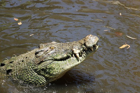 Virtual Interactive Australian Wildlife Tour With Private Guide-Wildlife Habitat - ACT Tourism 2