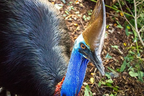 Virtual Interactive Australian Wildlife Tour With Private Guide-Wildlife Habitat - ACT Tourism 5