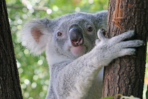 Virtual Interactive Australian Wildlife Tour With Private Guide-Wildlife Habitat - ACT Tourism 0