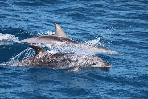Sandy Straits Scenic & Wildlife Cruise - ACT Tourism 1