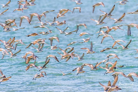Sandy Straits Scenic & Wildlife Cruise - ACT Tourism 4