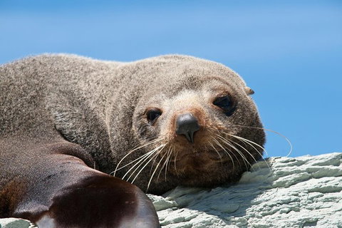 Kangaroo Island 75-Minute Ocean Safari - ACT Tourism 4