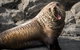 Kangaroo Island 75-Minute Ocean Safari - thumb 6