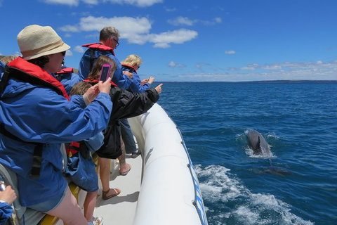 Kangaroo Island 75-Minute Ocean Safari - ACT Tourism 5