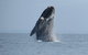 Kangaroo Island 75-Minute Ocean Safari - thumb 1