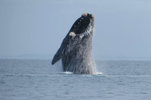 Kangaroo Island 75-Minute Ocean Safari - ACT Tourism 1