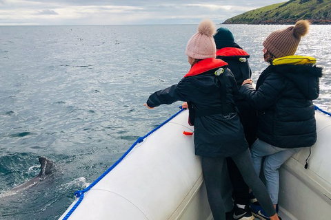 Kangaroo Island 75-Minute Ocean Safari - ACT Tourism 2