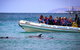 Kangaroo Island 75-Minute Ocean Safari - thumb 0