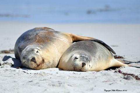 NEW TOUR - Kangaroo Island Road To Recovery Tour (1 Day/1 Night) - ACT Tourism 3