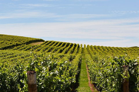 Launceston Wine & Sightseeing Tours - ACT Tourism 3