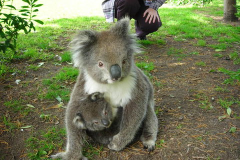 3-Day Melbourne To Adelaide Tour Including The Great Ocean Road - ACT Tourism 6