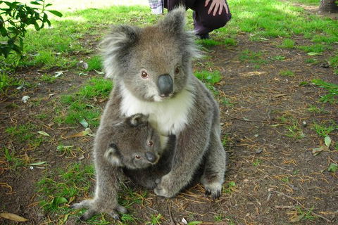Overnight Great Ocean Road Tour From Melbourne - ACT Tourism 7
