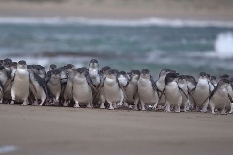 3 Day Private Tour Of Phillip Island, Great Ocean Road & Mornington Peninsula - ACT Tourism 5