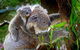 3 Day Private Tour Of Phillip Island, Great Ocean Road & Mornington Peninsula - thumb 3