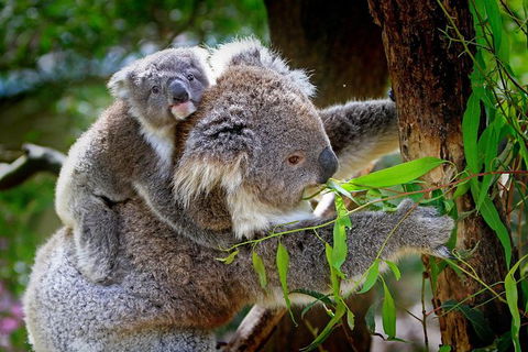 3 Day Private Tour Of Phillip Island, Great Ocean Road & Mornington Peninsula - ACT Tourism 3