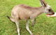 3 Day Private Tour Of Phillip Island, Great Ocean Road & Mornington Peninsula - thumb 4