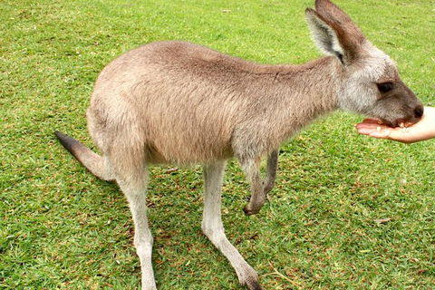 3 Day Private Tour Of Phillip Island, Great Ocean Road & Mornington Peninsula - ACT Tourism 4