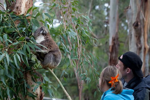 3 Day Private Tour Of Phillip Island, Great Ocean Road & Mornington Peninsula - ACT Tourism 2