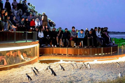 3 Day Private Tour Of Phillip Island, Great Ocean Road & Mornington Peninsula - ACT Tourism 6