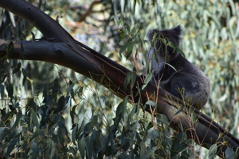Great Ocean Road Tour Plus Koalas, Forest Walk And Morning Tea. - ACT Tourism 2