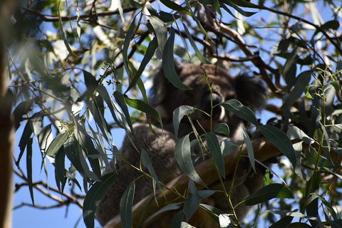 Great Ocean Road Tour Plus Koalas, Forest Walk And Morning Tea. - ACT Tourism 6