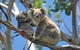 LGBT+ Friendly 2 Day Private Tour Great Ocean Road + Phillip Island - thumb 1