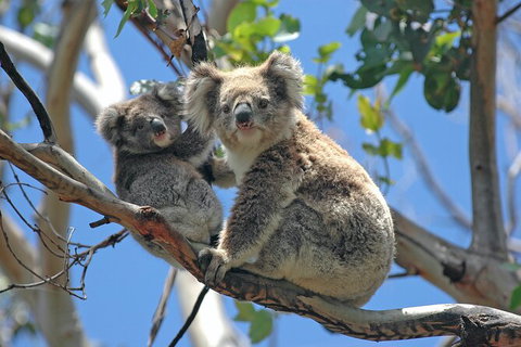 LGBT+ Friendly 2 Day Private Tour Great Ocean Road + Phillip Island - ACT Tourism 1