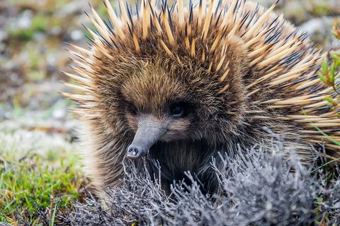 LGBT+ Friendly 3 Day Tour The Grampians, Daylesford & Ballarat - ACT Tourism 3