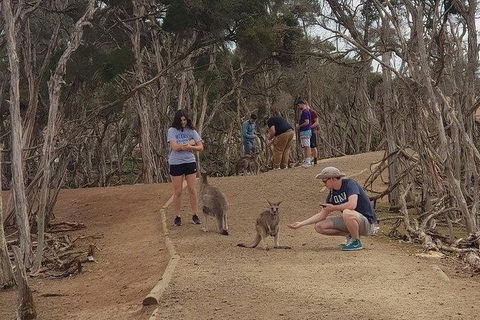 Phillip Island Penguin And Wildlife Tour - ACT Tourism 34