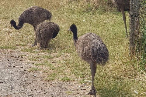 Phillip Island Penguin And Wildlife Tour - ACT Tourism 32