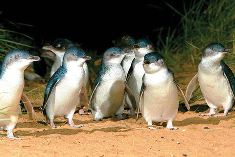 Phillip Island Penguin And Wildlife Tour - ACT Tourism 0