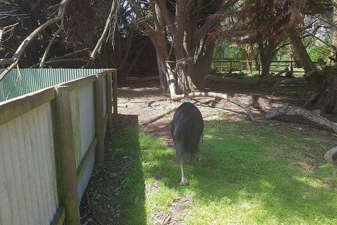 Phillip Island Penguin And Wildlife Tour - ACT Tourism 5