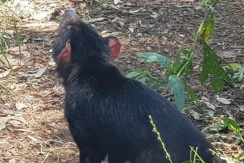 Phillip Island Penguin And Wildlife Tour - ACT Tourism 26